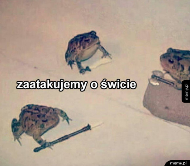 Zorganizowany gang żab i ropuch
