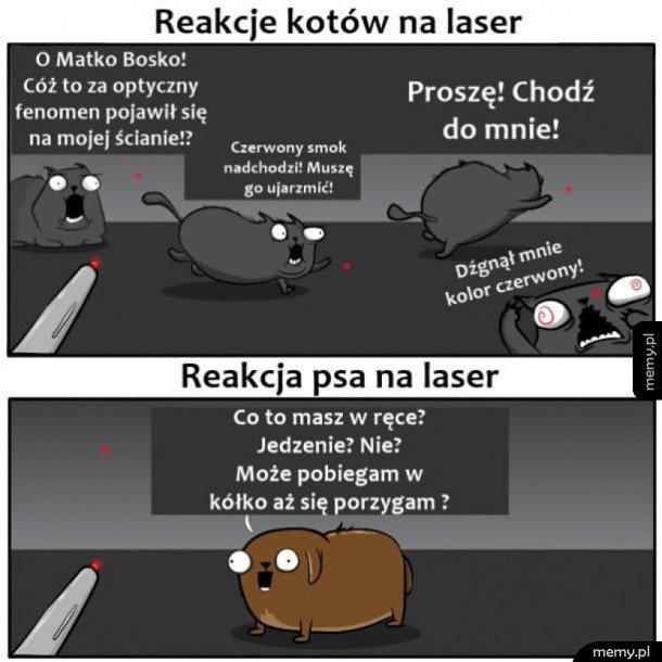 Reakcja kota i psa na laser