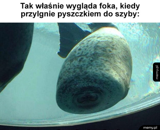 Urocza foka