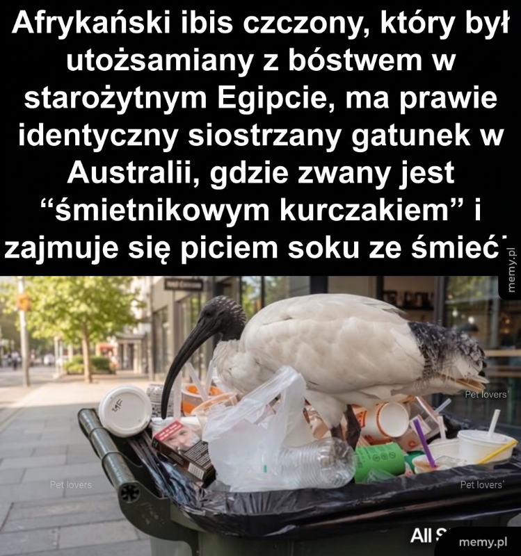 Ibis czczony na śmietniku, obok pojemników na odpady.