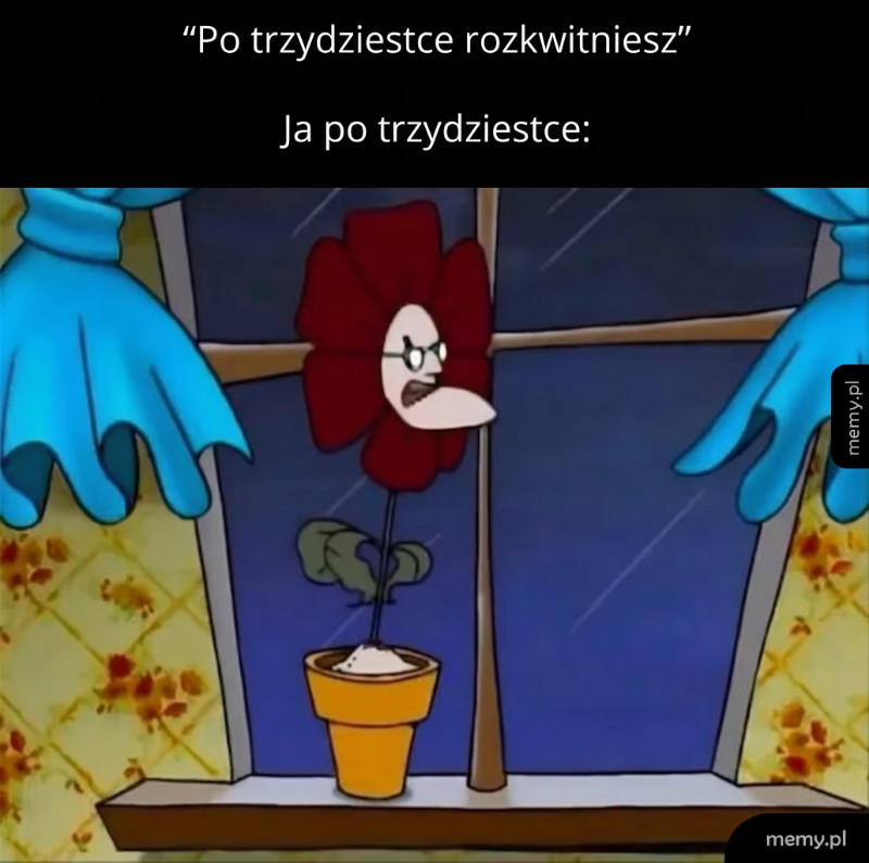 Roślina w doniczce z twarzą, wyglądająca na zmartwioną, w oknie.