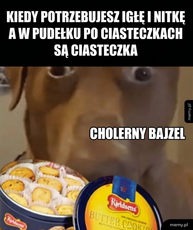 Pies z bliskiego planu z pudełkiem ciasteczek.