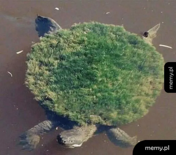 Pierwsze zdjęcie ziemi z przestrzeni kosmicznej