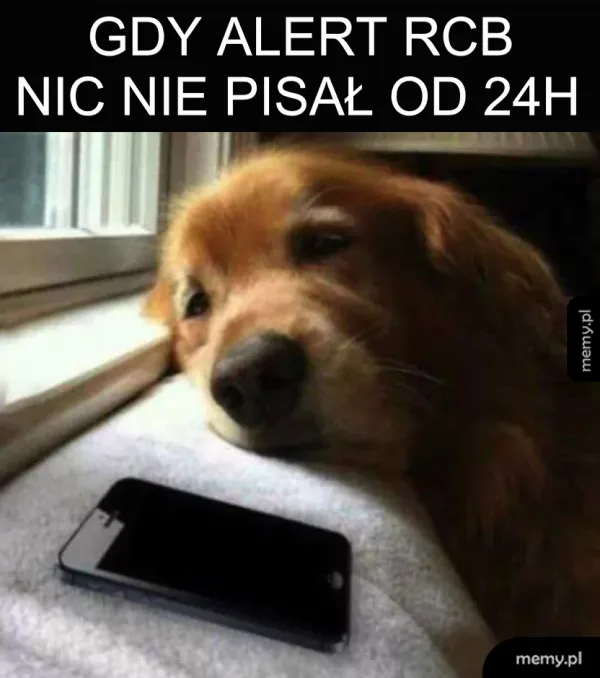 Złoty retriever leży obok telefonu, wyglądając na smutnego.