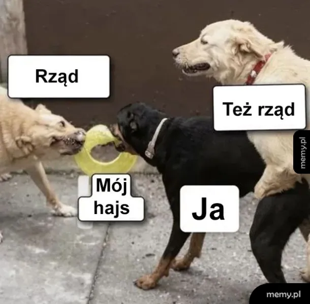 Trzy psy w interakcji, jeden trzyma zabawkę.