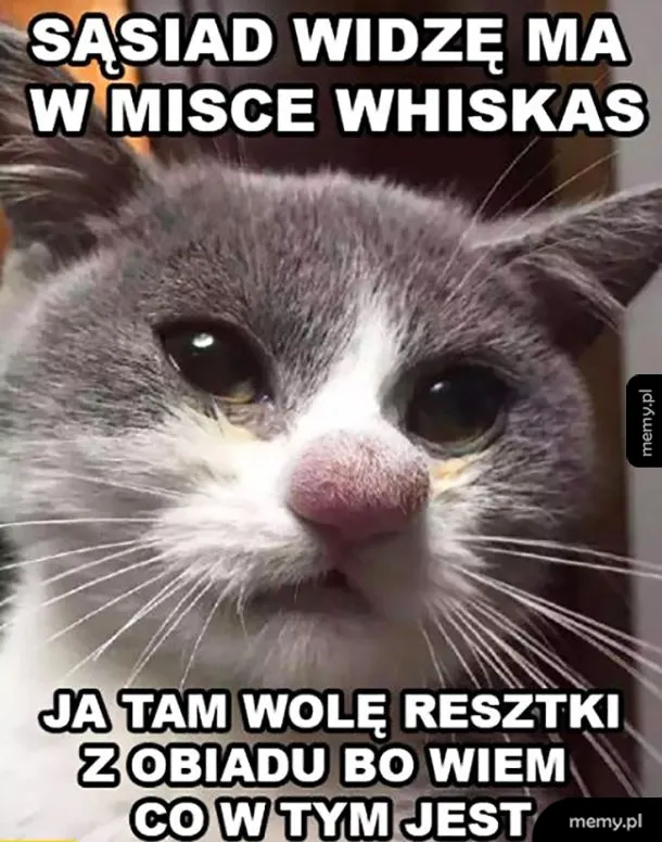 Kot z wyrazem twarzy, patrzący w stronę kamery.