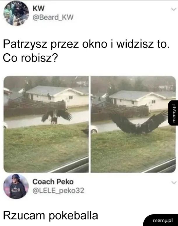 Dwa zdjęcia przedstawiające dużego ptaka na dachu budynku.