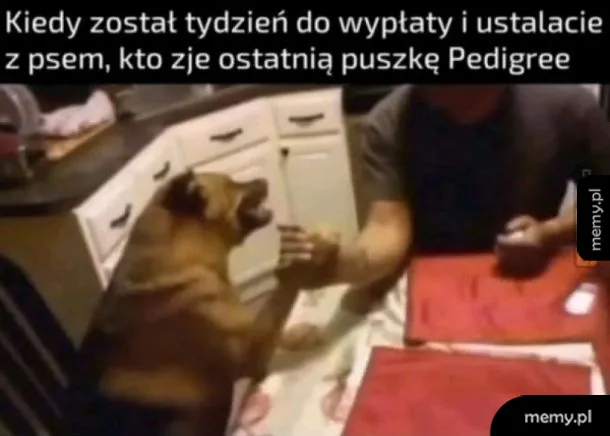 Pies siedzi przy stole, trzymając łapę na ręce człowieka.
