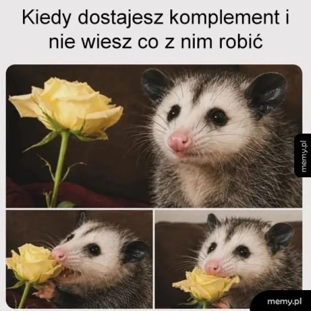 Opos z różą, wyrażający zaskoczenie i zakłopotanie.