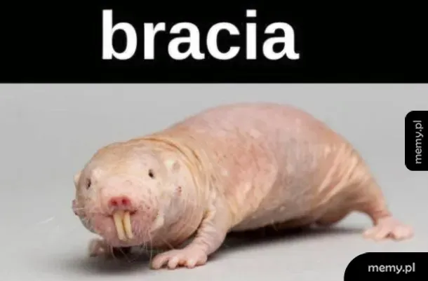 Nagie mole z wyraźnymi zębami.