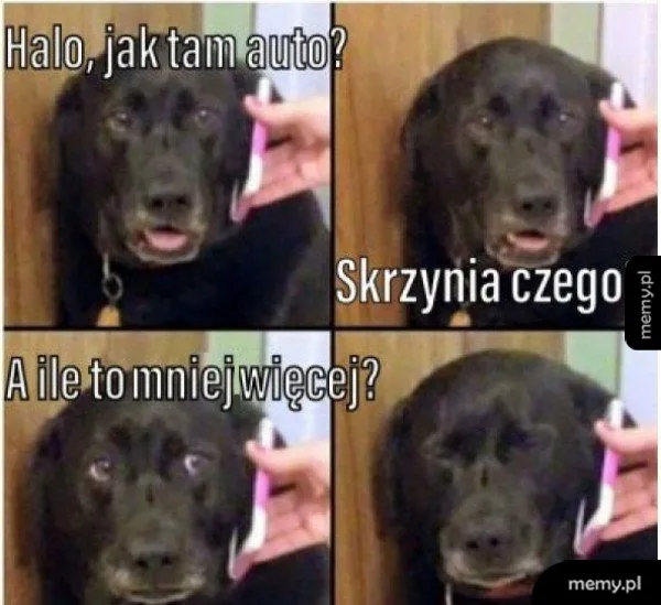 Zabolało 🚙💵💸