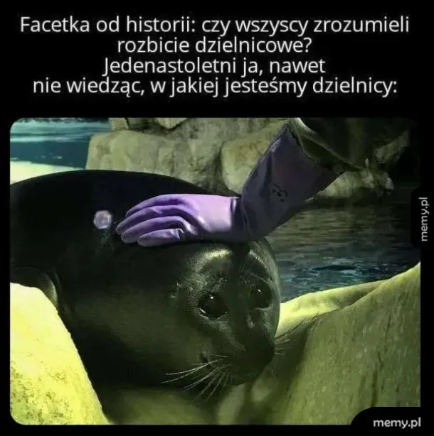 Mem z foką głąbianą i podpisem o rozbiciu dzielnicowym
