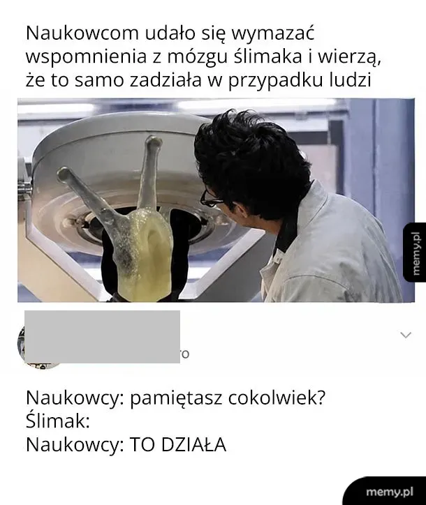 Naukowcy badający ślimaka w aparaturze i dialog o wymazywaniu wspomnień