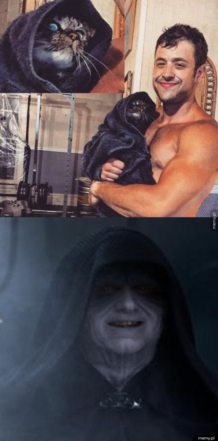 Kot poczuł moc