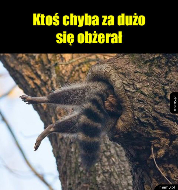 Grubas jeden
