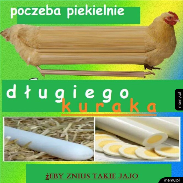 Długa kura