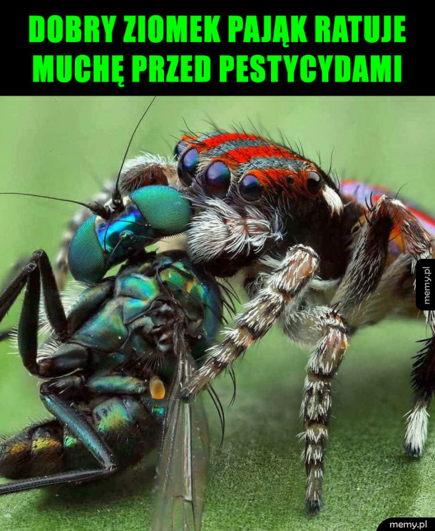 Dobry ziomek
