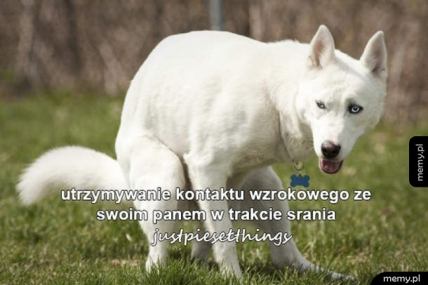 Just pieseł things