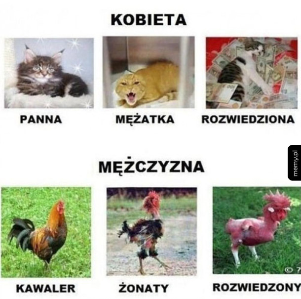 Kobieta vs mężczyzna