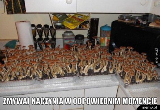 Studenci rozumieją