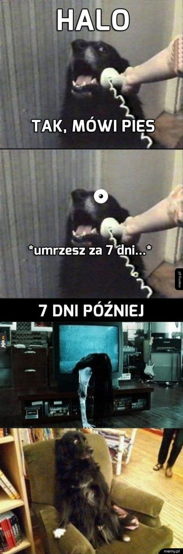 Pieseł rozmawia przez telefon