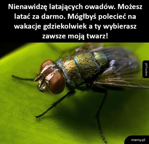 Owady takie są
