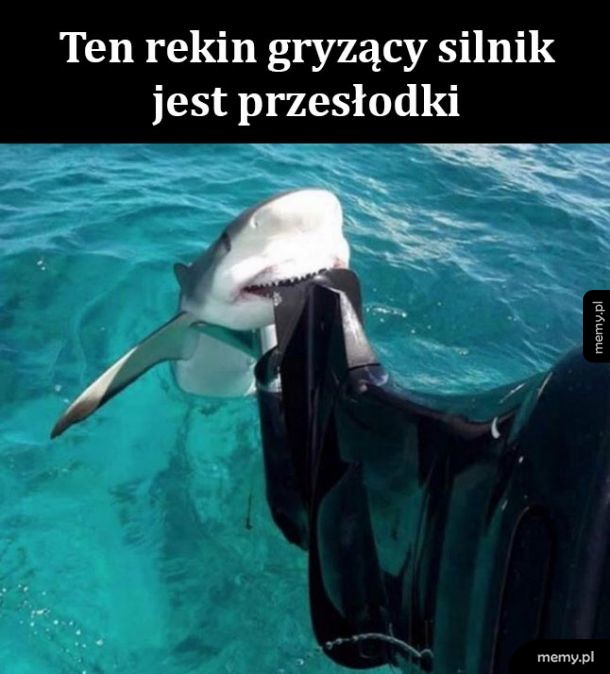 Słodki rekin
