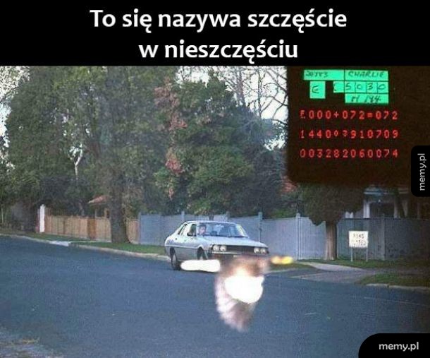 Dobry ziomek ptak