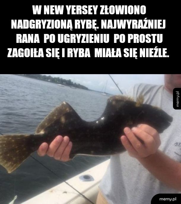 Rybka lubi pływać