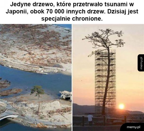 Jedyne drzewo
