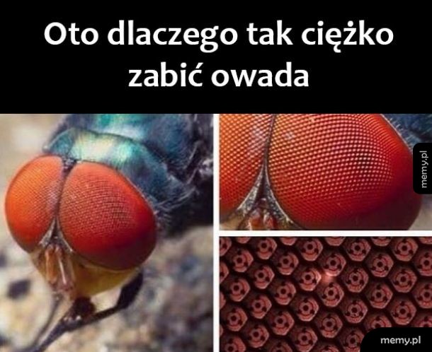 Prawdziwy powód