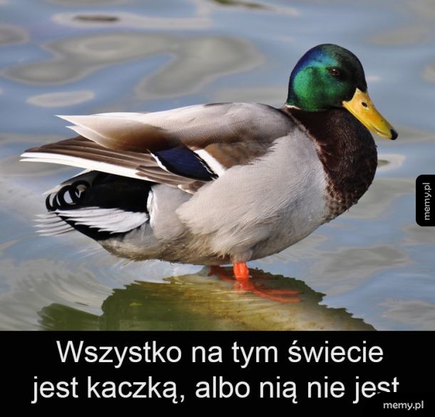 Kaczka