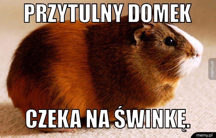 Cavia - Świnka Morska