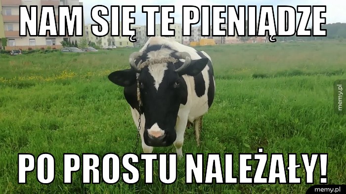 NAM SIĘ TE PIENIĄDZE PO PROSTU NALEŻAŁY!