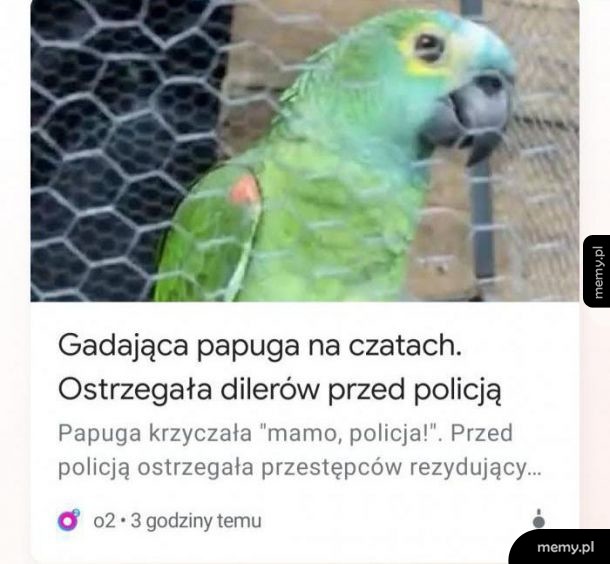 Gadająca papuga