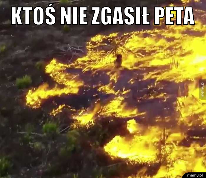 KTOŚ NIE ZGASIŁ PETA