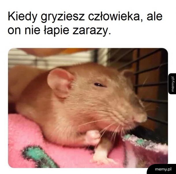 Szczury!