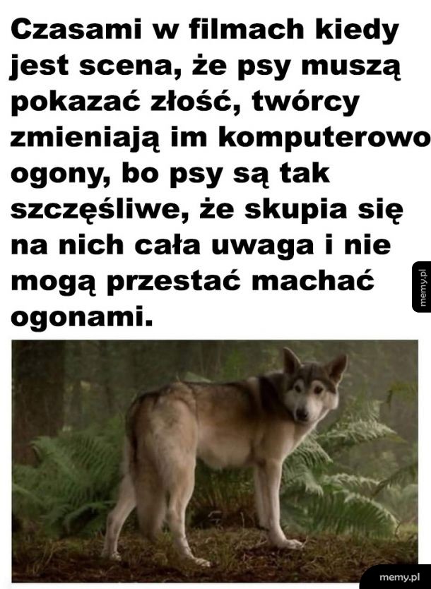 Słodziaki