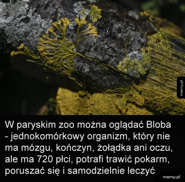 Brak mózgu i 720 płci? Ciekawe