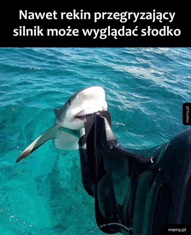 Słodki rekin