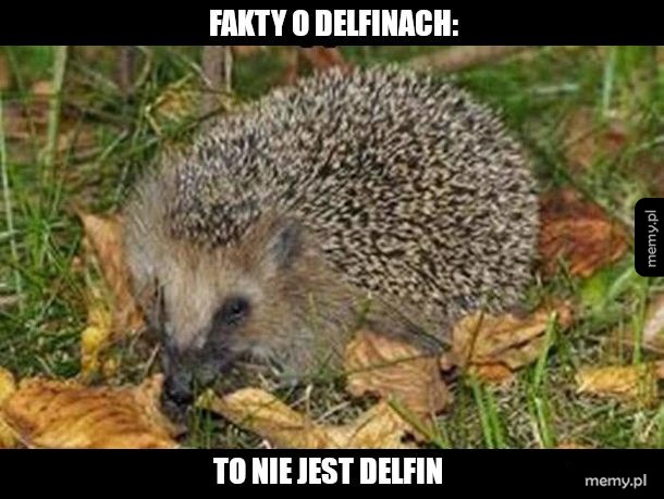 Ciekawostka numer 765434567