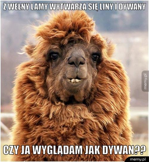 Z wełny lamy wytwarza się liny i dywany Czy ja wyglądam jak dywan??