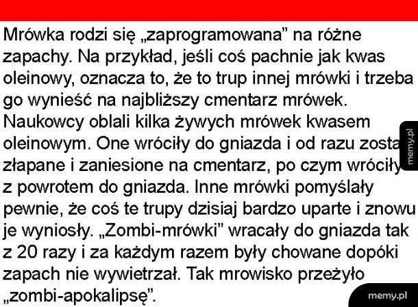 Mrówki zombie