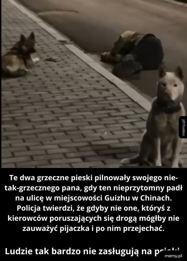 Kochane pieski
