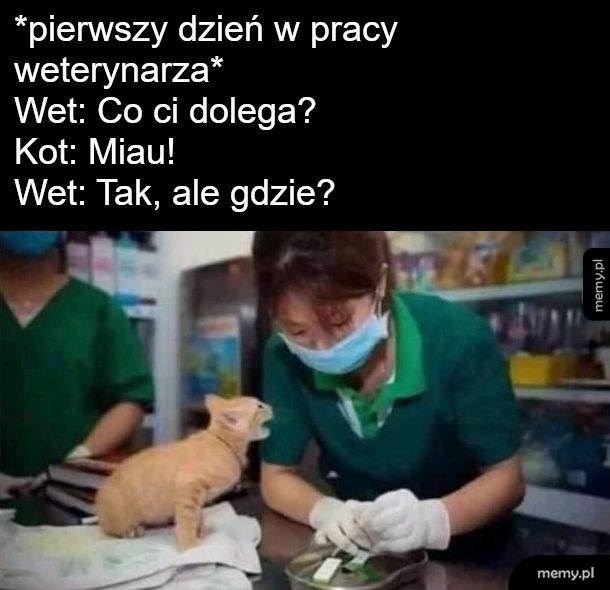 Lekarzem zwierząt być