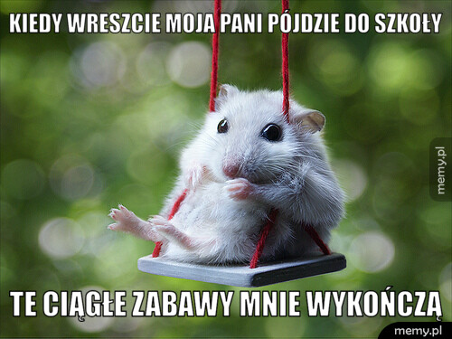 Kiedy wreszcie moja pani pójdzie do szkoły te ciągłe zabawy mnie wykończą