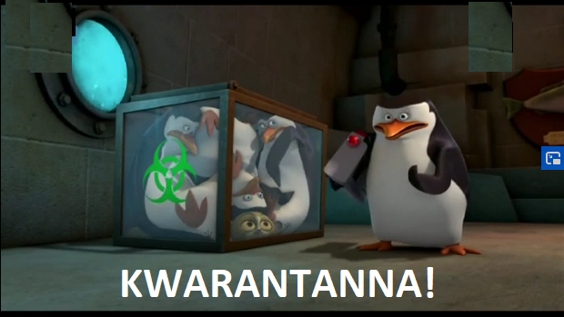 Kwarantanna pingwinów z Madagaskaru
