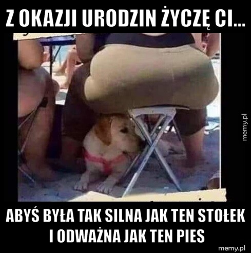 Z okazji urodzin życzę Ci... Abyś była tak silna jak ten stołek i odważna jak ten pies