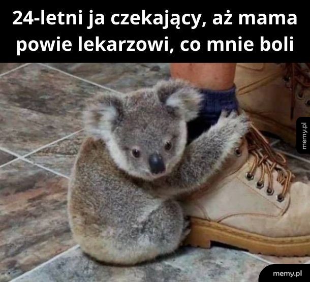 Koala