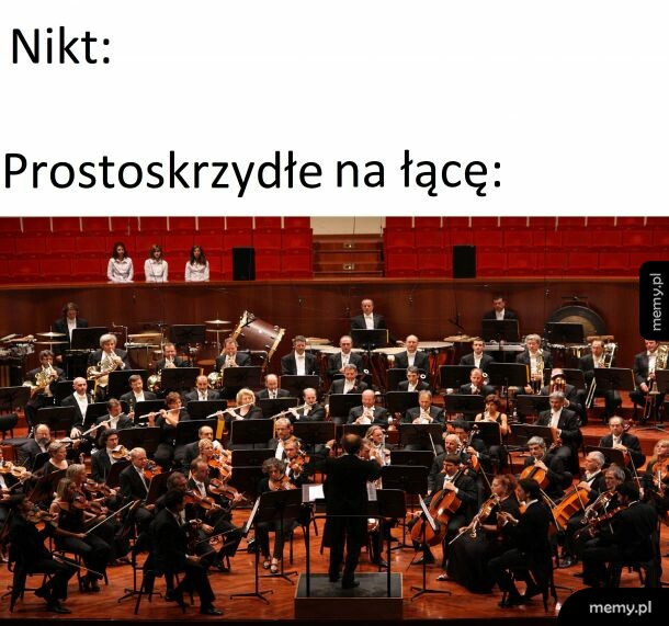 Świerszcze, pasikoniki, koniki, turkucie i inne takie